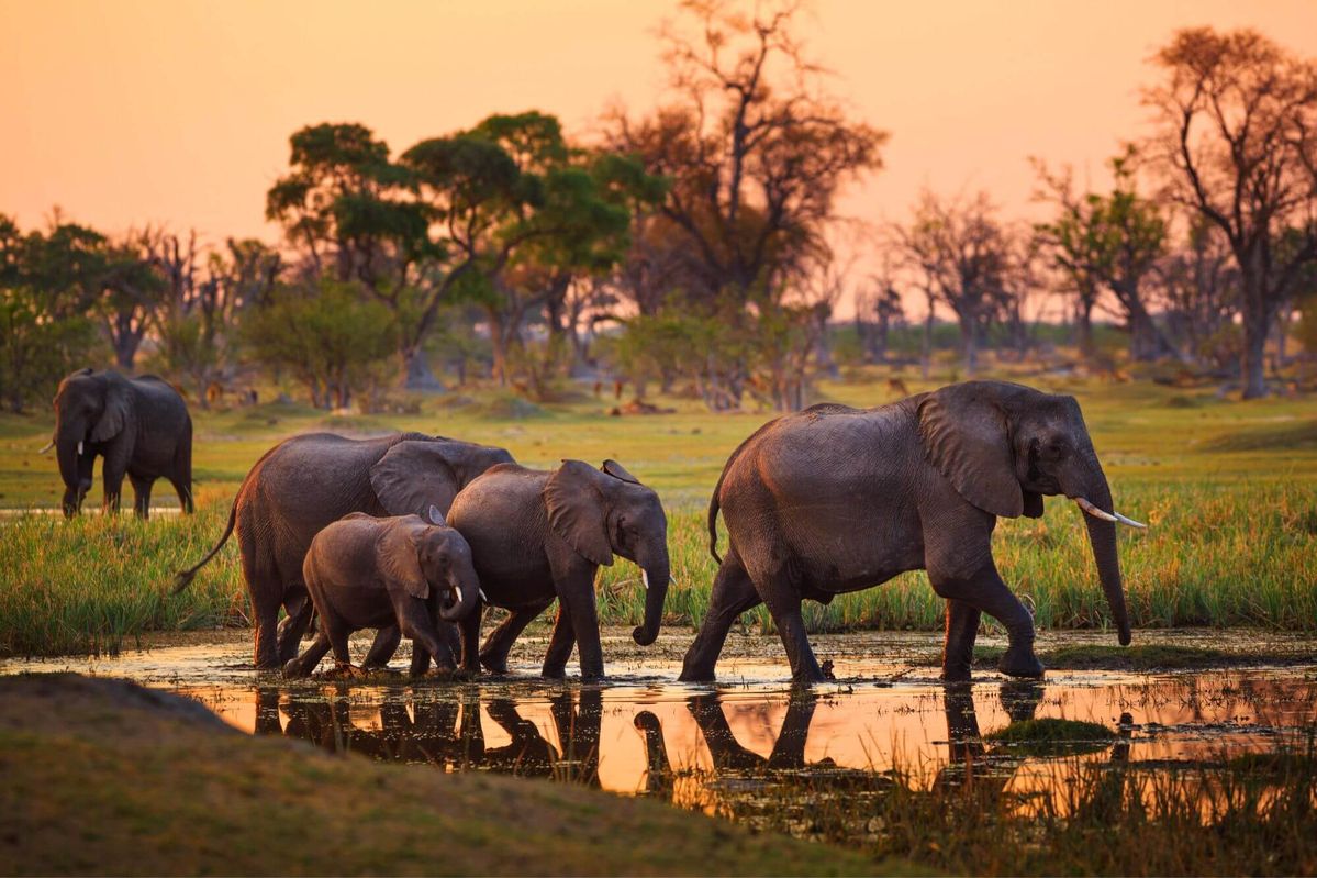 Wildlife Tour